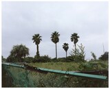 「『森下真樹 ベートーヴェン『運命』全楽章を踊る」ビジュアル ©Naoki Ishikawa