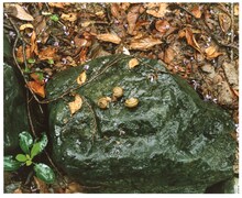 「『森下真樹 ベートーヴェン『運命』全楽章を踊る」ビジュアル ©Naoki Ishikawa