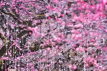 「梅苑『花の庭』《光と花の庭》」より。（撮影：蜷川実花）