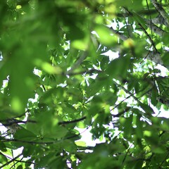 時差「カゲロウ」ジャケ写