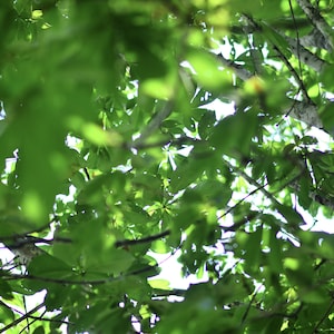 時差「カゲロウ」