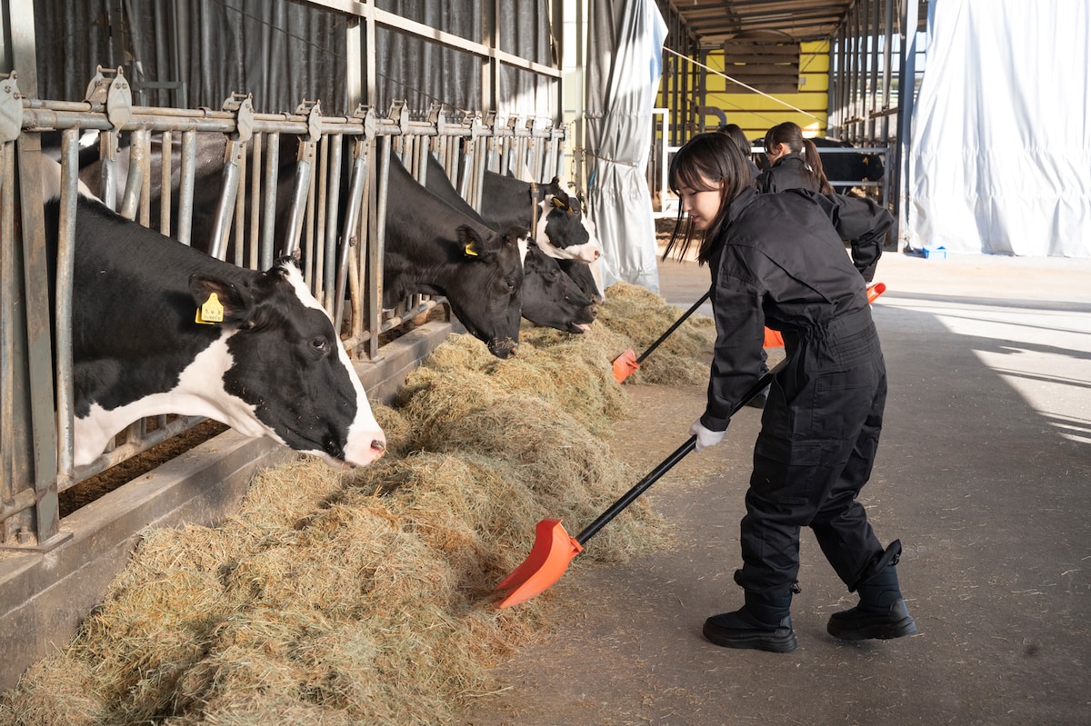 牧場を訪れた高嶺のなでしこ。（提供：中央酪農会議）