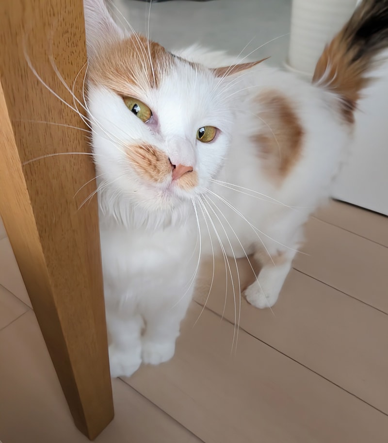 トールのプロフィール画像