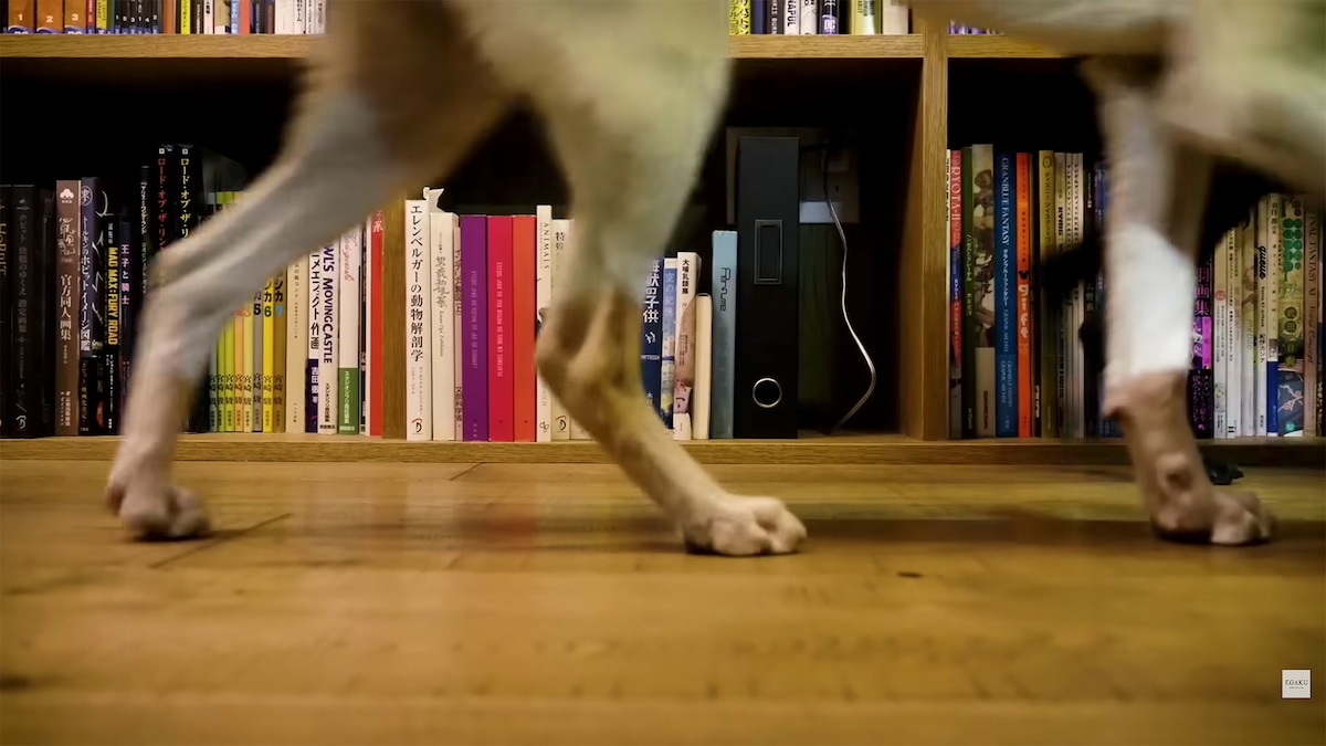 白浜鴎が出演した「EGAKU -draw the song-」の動画より。本棚には作画に関する資料も並んでいる。