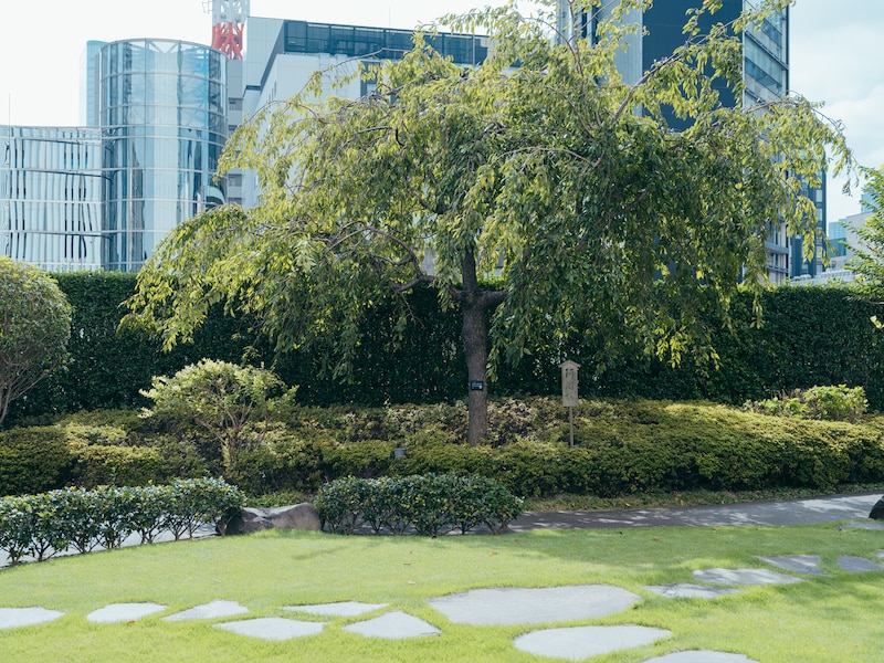 屋上庭園にそびえる、阿国桜。