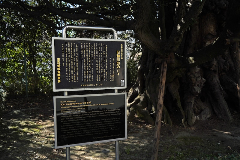 旧細川邸のシイを説明する看板。