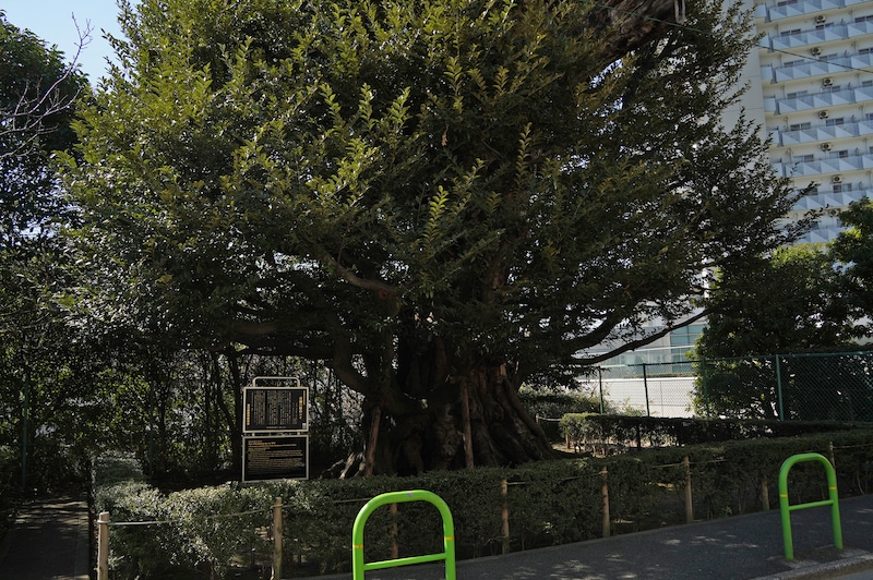 青々と生い茂る旧細川邸のシイ。