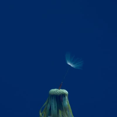 マカロニえんぴつ「たましいの居場所」初回限定盤ジャケット