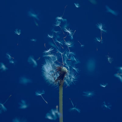 マカロニえんぴつ「たましいの居場所」通常盤ジャケット