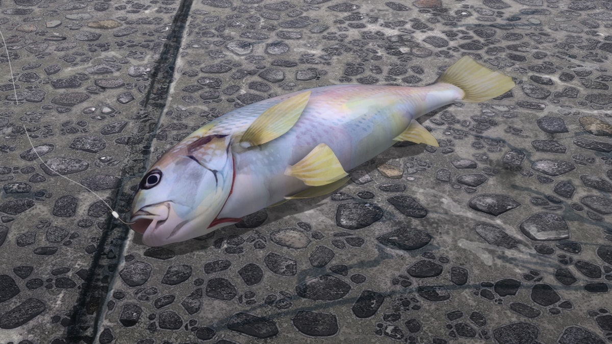 アニメ「ネガポジアングラー」に登場する魚たち。魚種は本編で確認しよう。