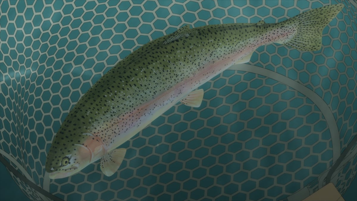 アニメ「ネガポジアングラー」に登場する魚たち。魚種は本編で確認しよう。