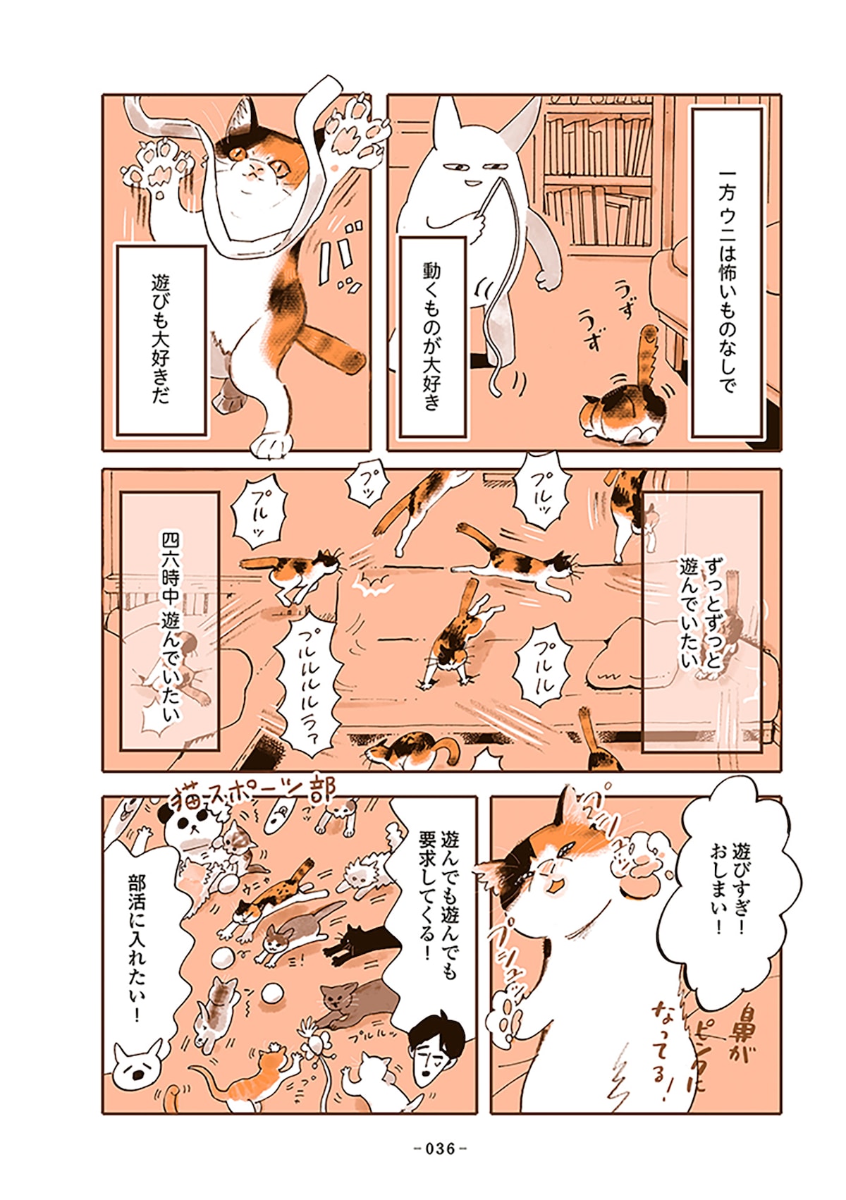 「うちの猫は仲が悪い」