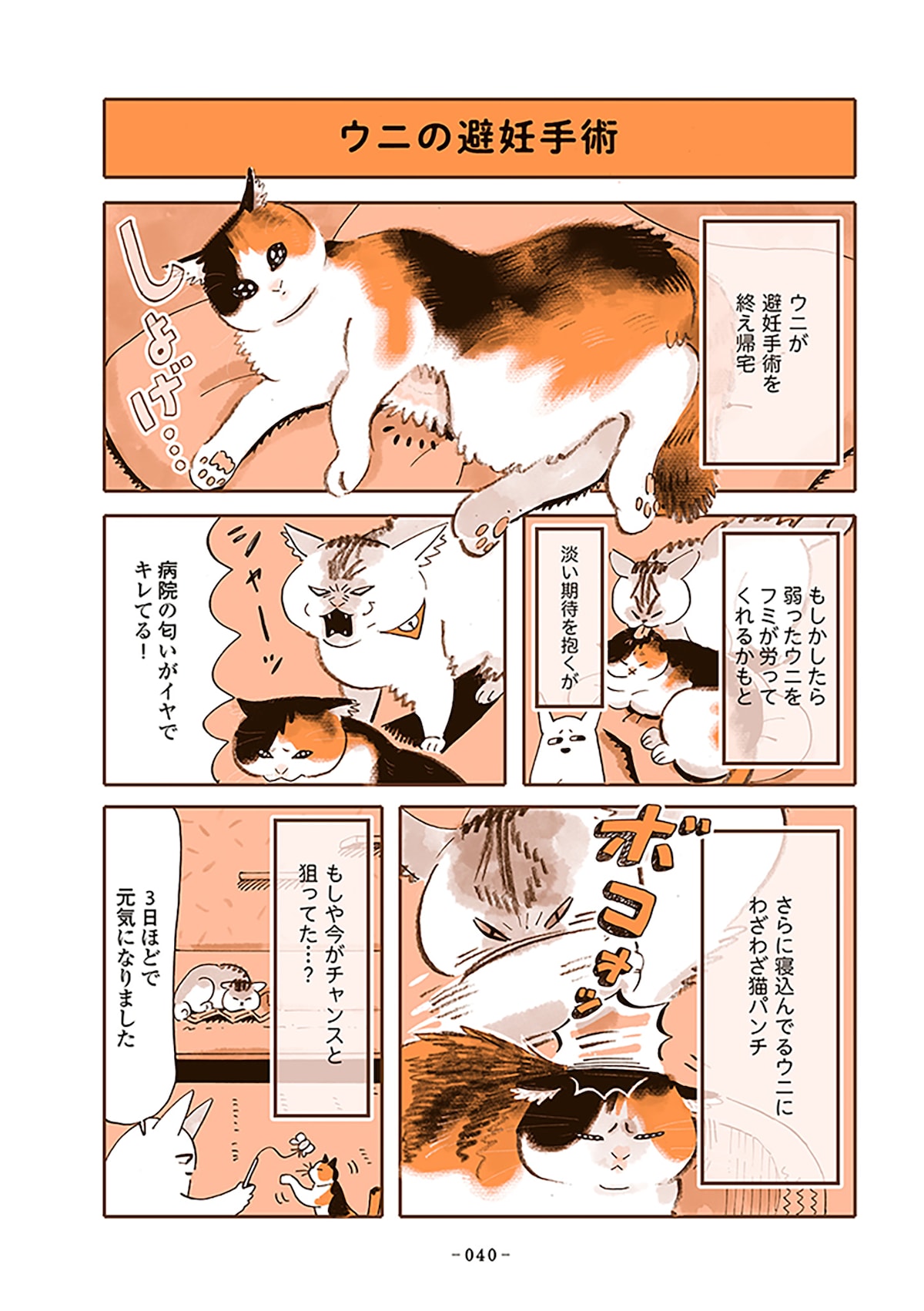 「うちの猫は仲が悪い」