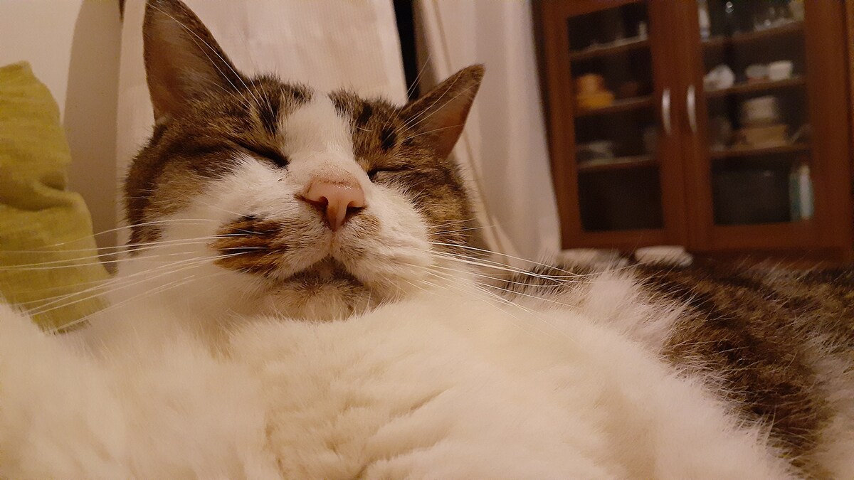 ポッケの写真。