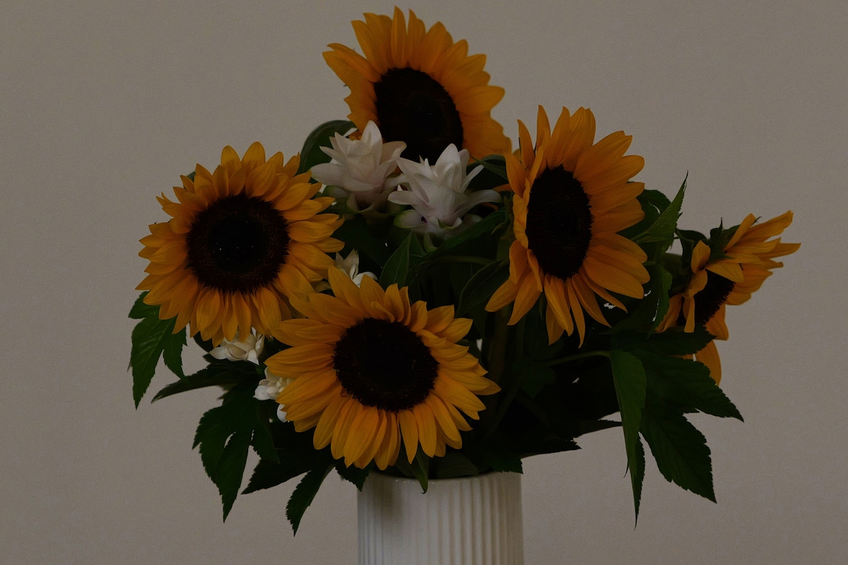 セントチヒロ・チッチがストロボを使わずに撮影したひまわりの写真。