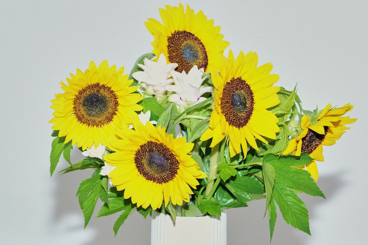 セントチヒロ・チッチがストロボを使用し、光を正面から当てて撮影したひまわりの写真。