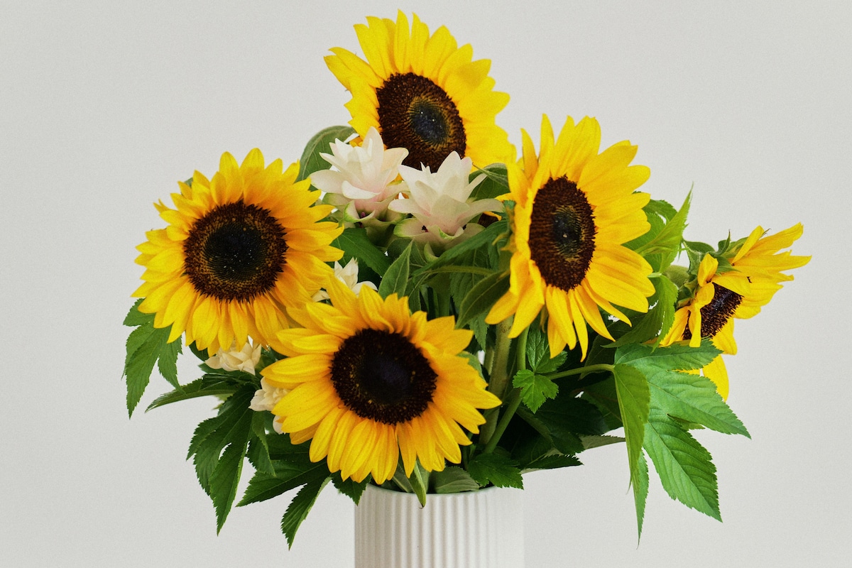 セントチヒロ・チッチがストロボを使用し、光を真横の壁に反射させる「壁バウンス」で撮影したひまわりの写真。