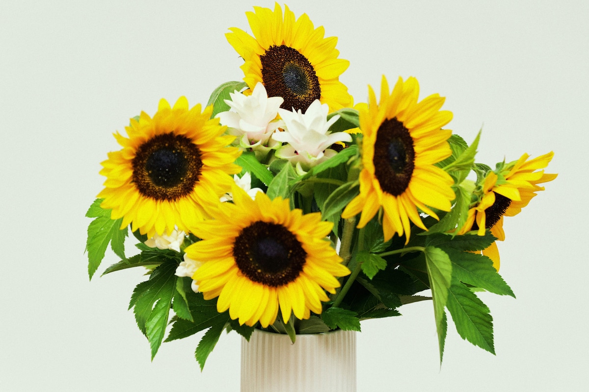 セントチヒロ・チッチがストロボを使用し、光を天井に反射させる「天井バウンス」で撮影したひまわりの写真。