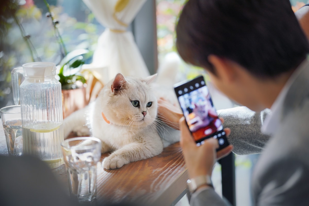 「ネコの手も借りたい恋」場面写真