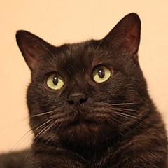 くるねこ 特集 いくえみ綾と交換日記 試し読み 5 13 コミックナタリー 特集 インタビュー