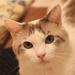 くるねこ 特集 いくえみ綾と交換日記 試し読み 5 13 コミックナタリー 特集 インタビュー