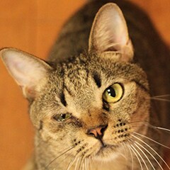 くるねこ 特集 いくえみ綾と交換日記 試し読み 5 13 コミックナタリー 特集 インタビュー