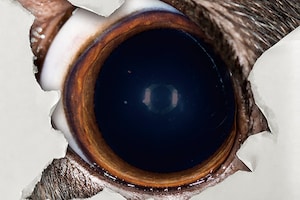 ヨルシカ「負け犬にアンコールはいらない」インタビュー