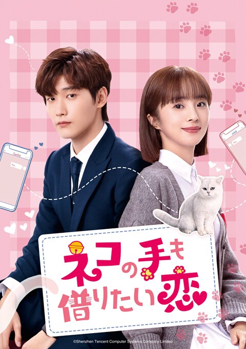 中国ドラマ「三番目の花婿～Choice Husband～」「ネコの手も借り