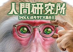 人間研究所～かわいいホモサピ大集合!!～