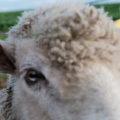 No.MEN「BAA, AS THE SHADOWS LOOM」