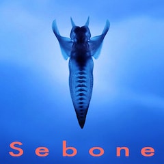 とた「Sebone -脊椎盤-」